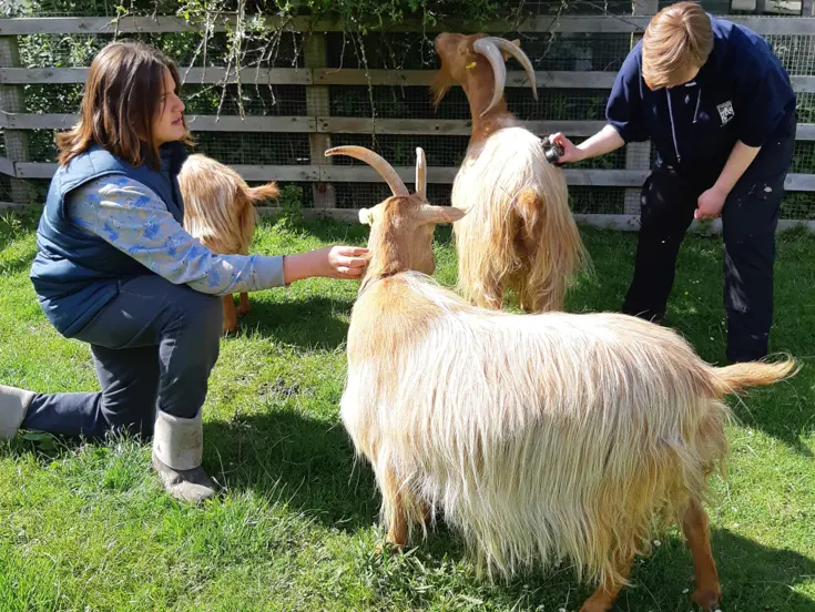Animal Care with Freightliners Farm